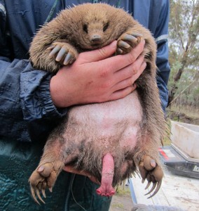 The weird four-headed penis of the Tasmanian echidna